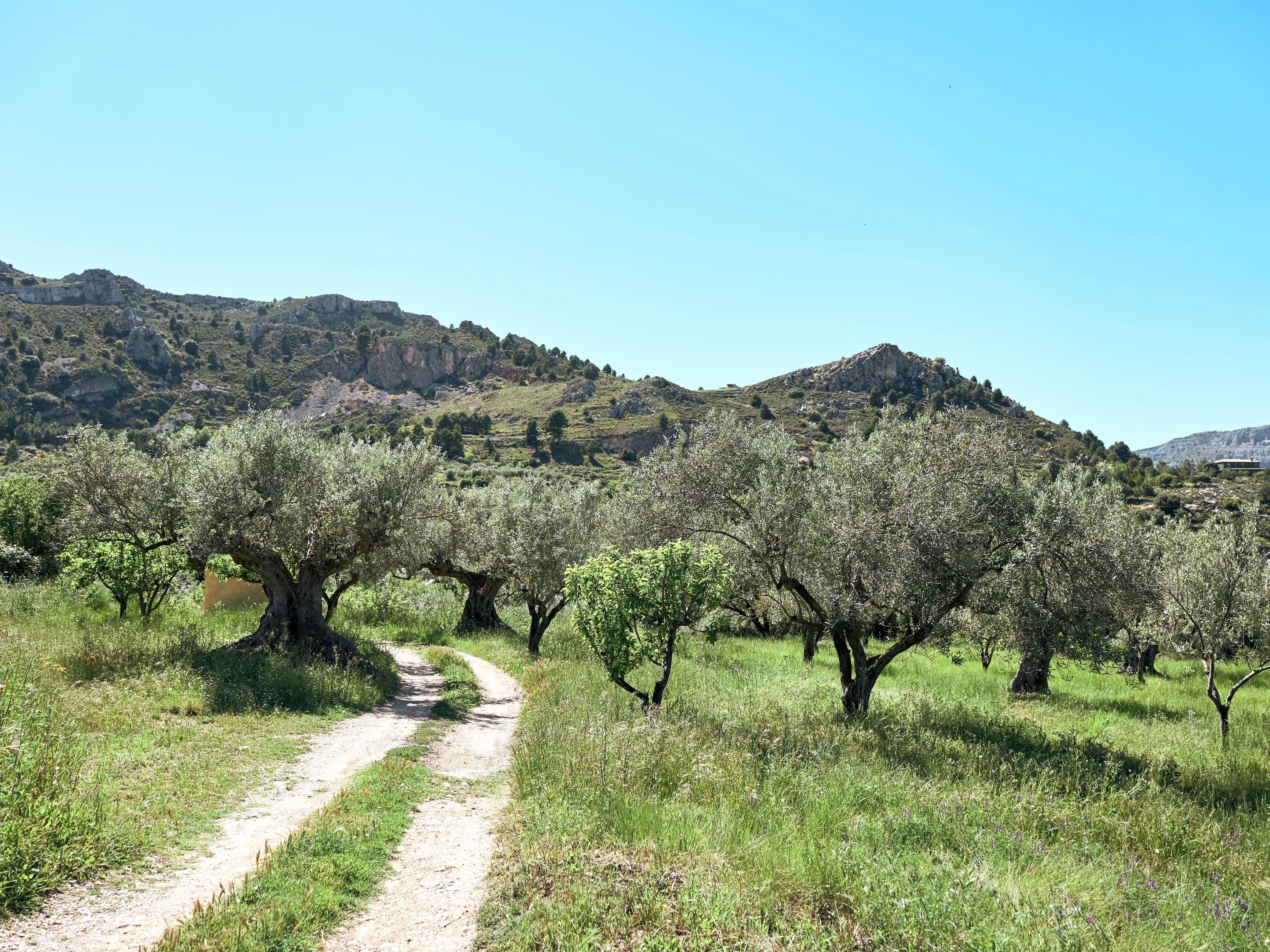 Finca entre olivos al pie del Montgó — Exterior